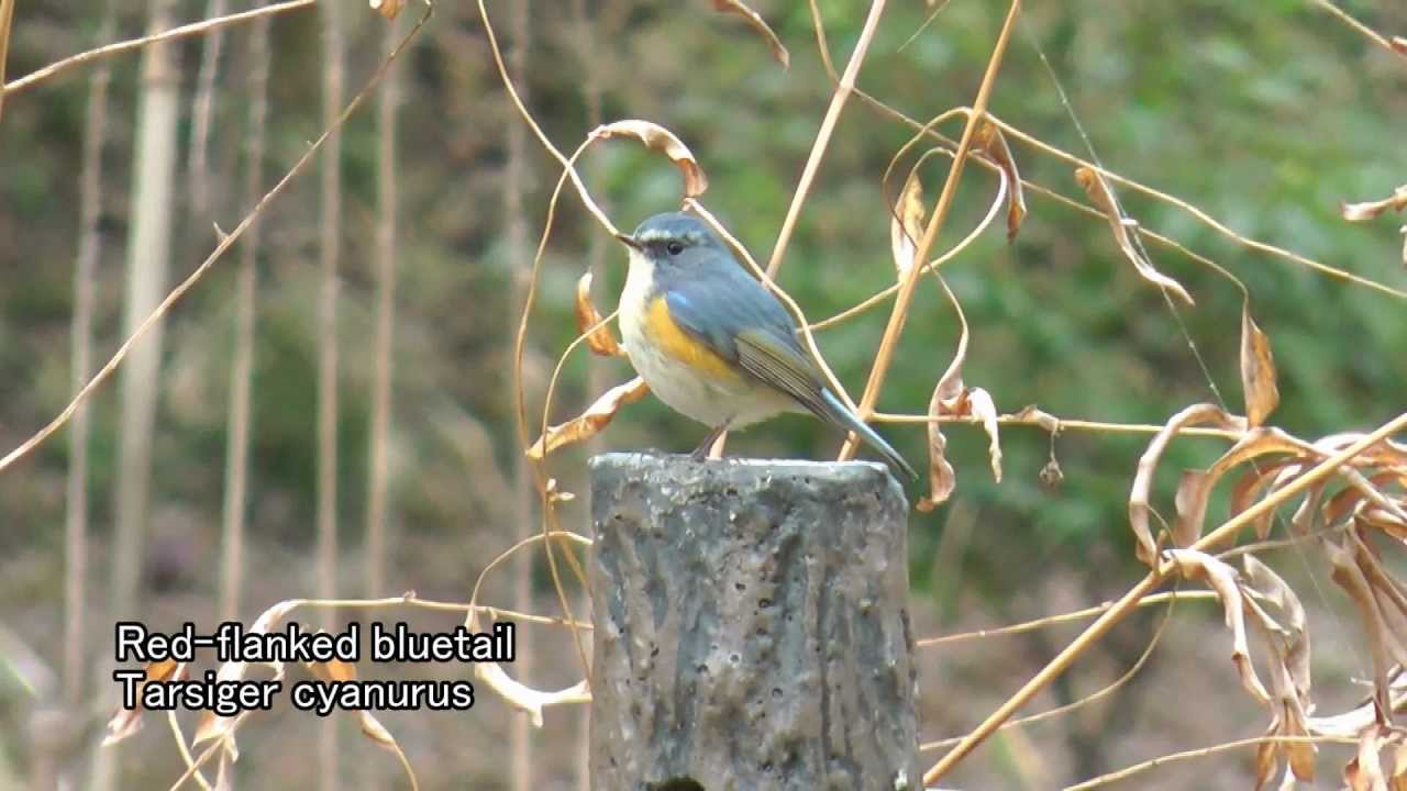 Japanese Wild Birds (HD)