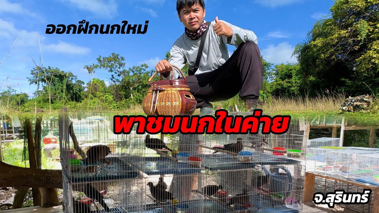 ชายน้ำ นกเขาใหญ่ ออกฝึกนกใหม่ และพาดูนกเขาใหญ่ในค่าย