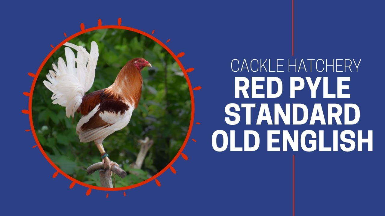 Red Pyle Old English Standard | Cackle Hatchery