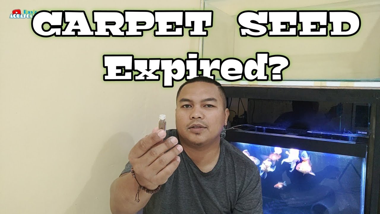 MENCOBA MENANAM CARPET SEED YANG SUDAH DISIMPAN LAMA DENGAN PASIR MALANG || AQUASCAPE PEMULA
