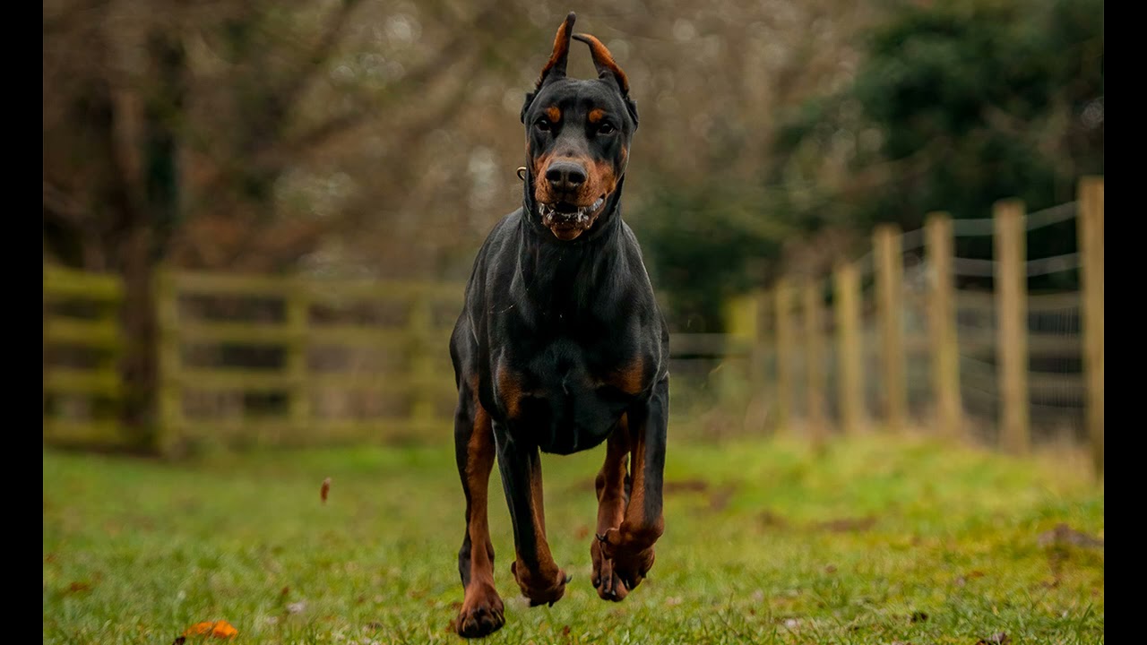 Phone Tap Podcast:: Kyler the Dog Walker