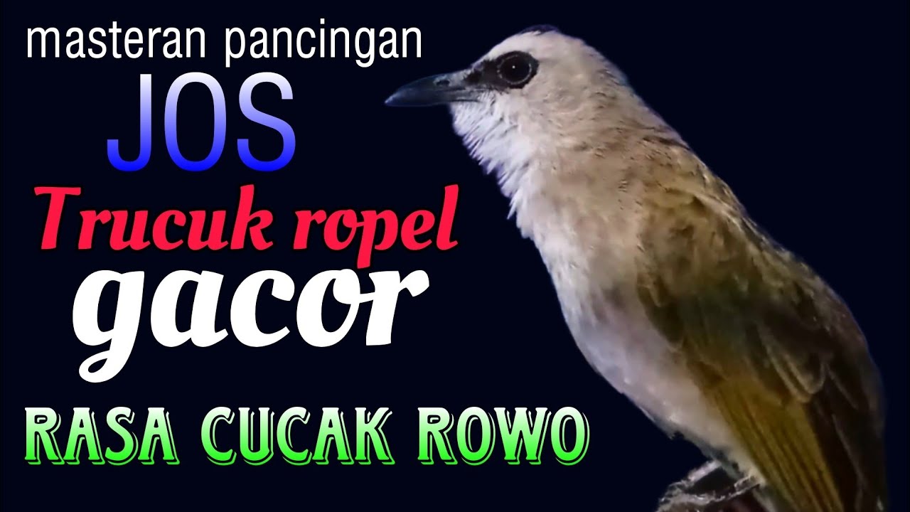 Trucukan gacor ropel panjang rasa cucak rowo untuk pancingan masteran
