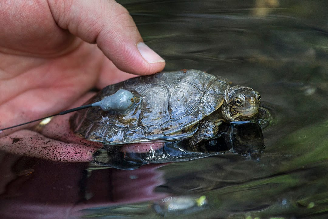 Rare Pond Turtles Holding Their Own Despite Threats