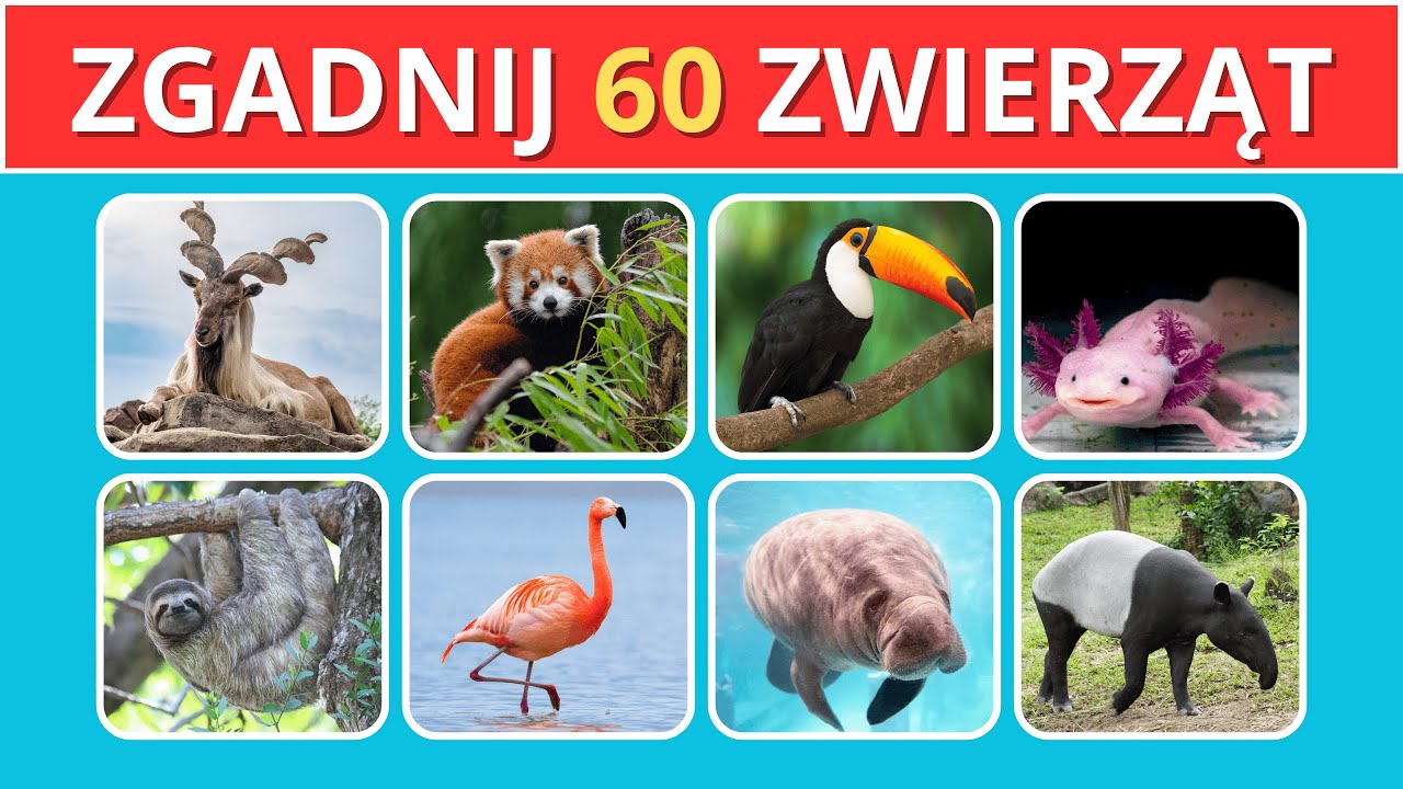 ZGADNIJ 60 ZWIERZĄT🦚🦈🦥I 5 SEKUND NA ODPOWIEDŹ I POZIOM ŁATWY, ŚREDNI, TRUDNY 🤔🧠