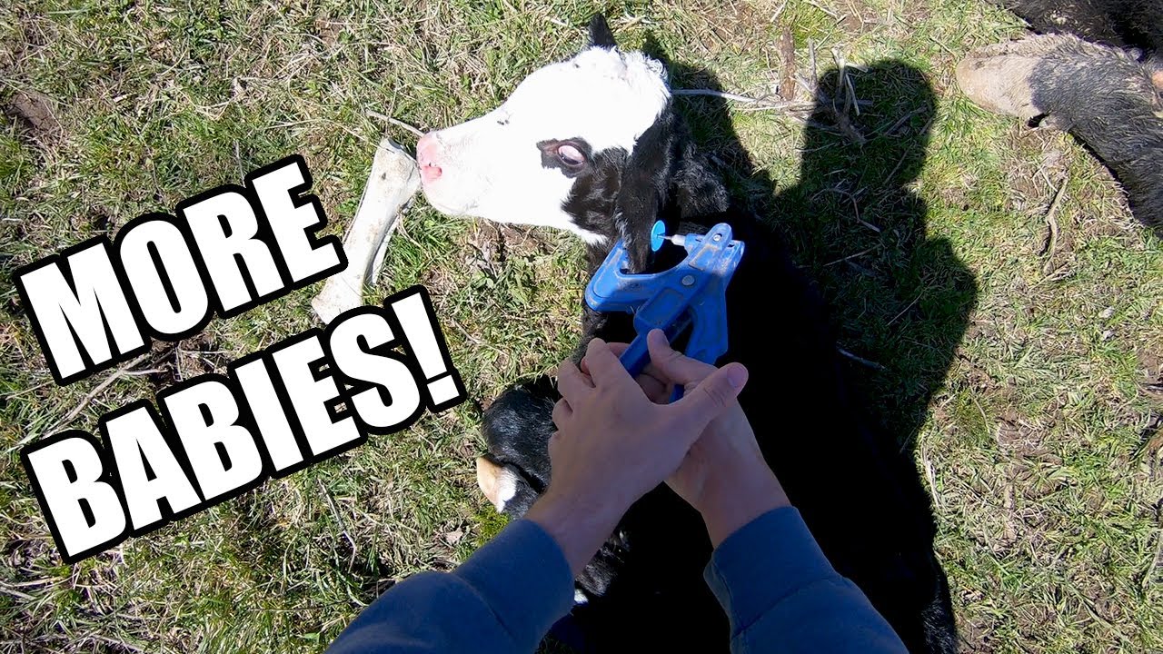 NEW CALVES AND FRESH GRASS!