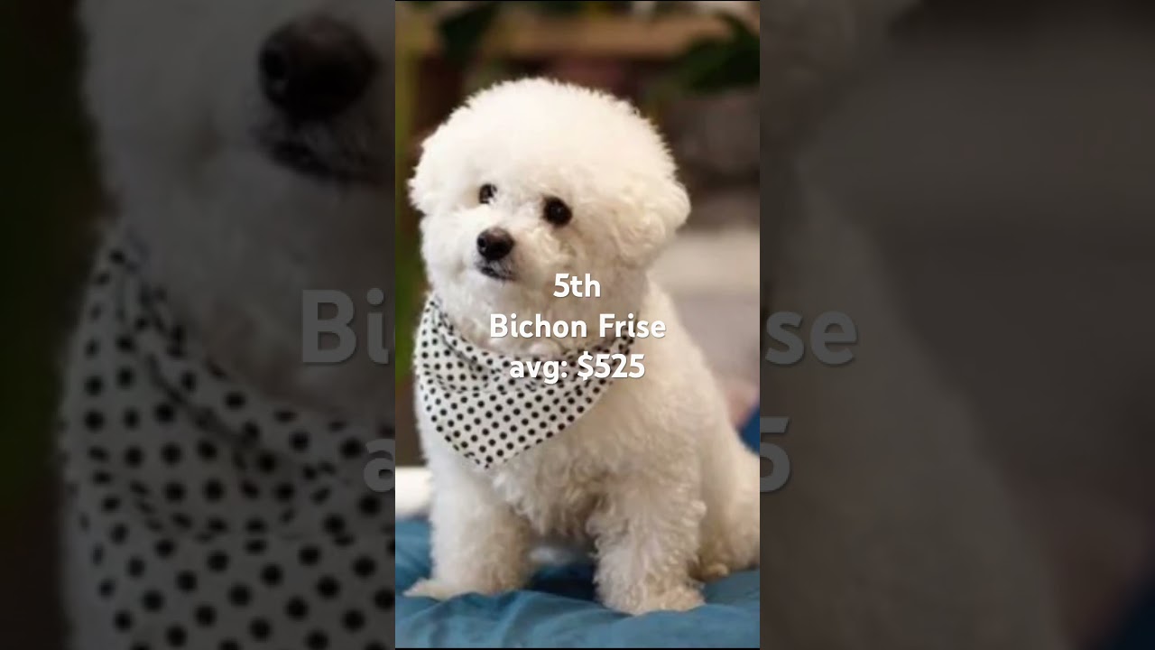 Top 5 cheapest dog breeds!!!