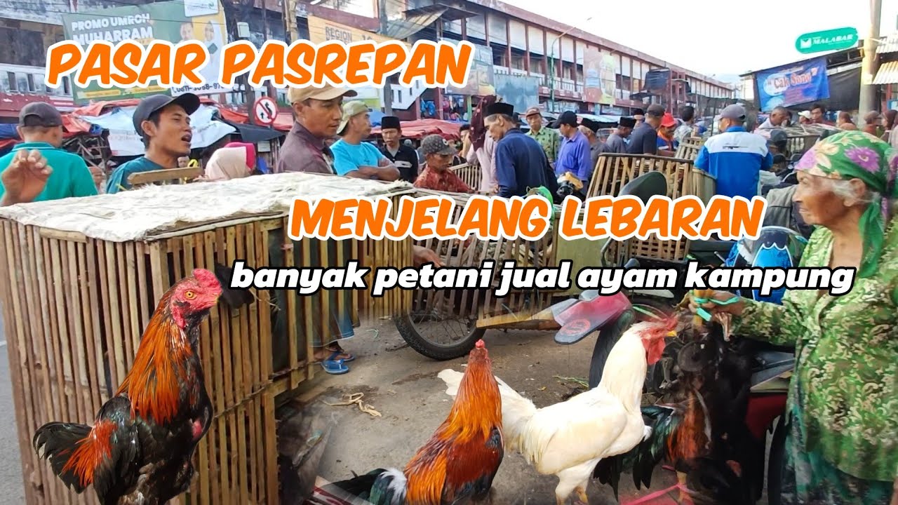 MENJELANG HARI RAYA BANYAK PETANI MENJUAL AYAM KAMPUNG DI PASAR AYAM PASREPAN PASURUAN