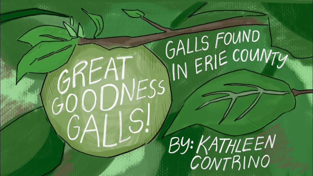 Great Goodness Galls!: Galls Found in Erie County