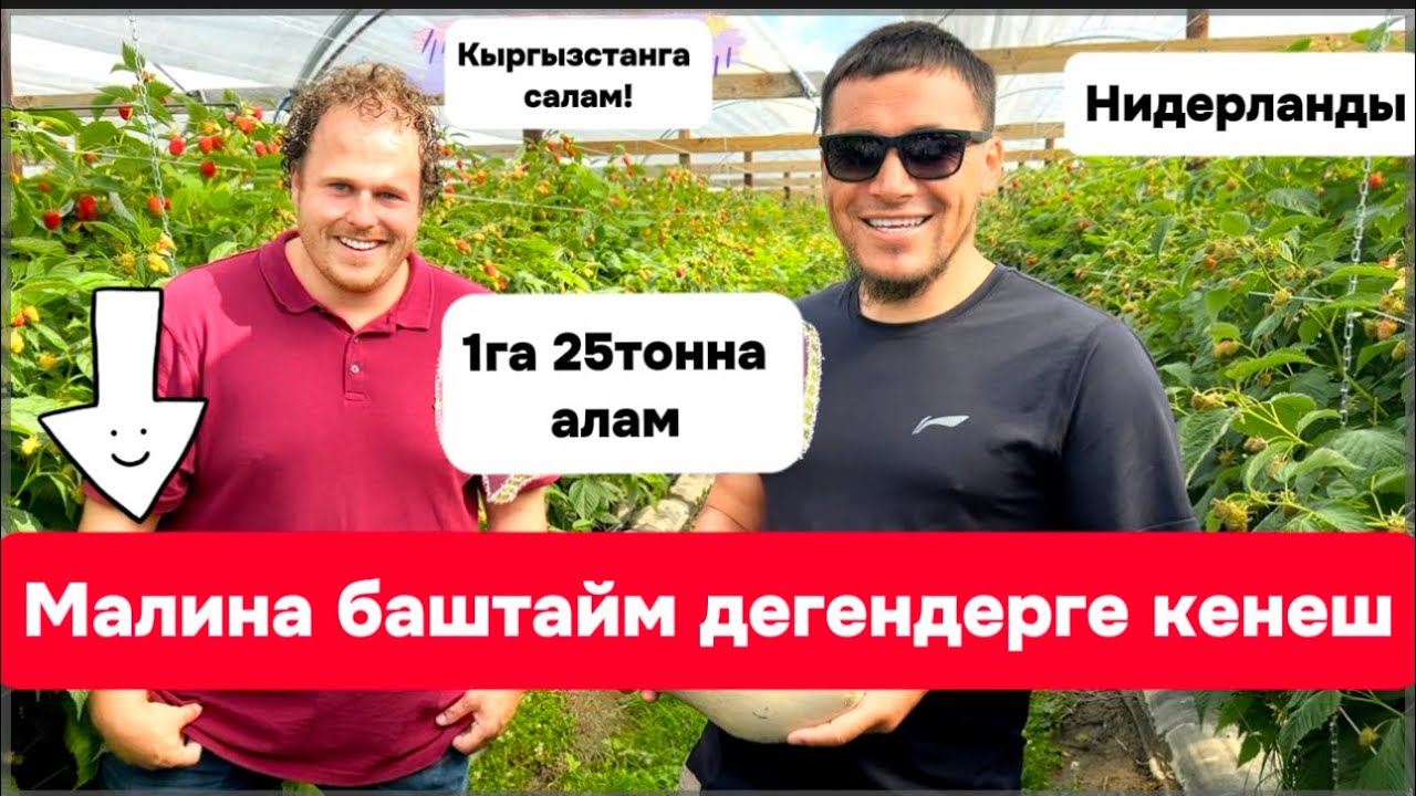 Малина Ежевика Европада кандай остурот,оз козубуз менен.