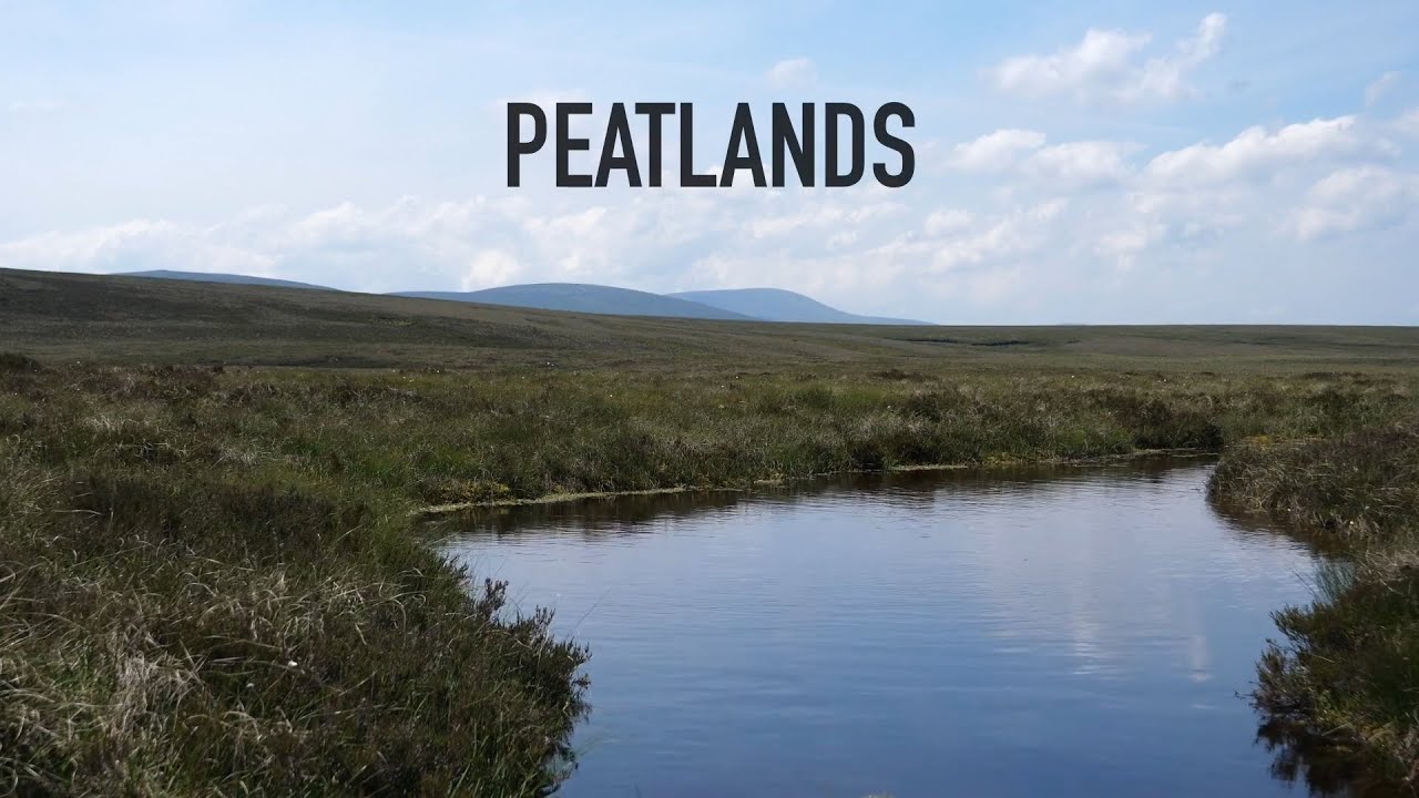 5 in Five: Peatlands