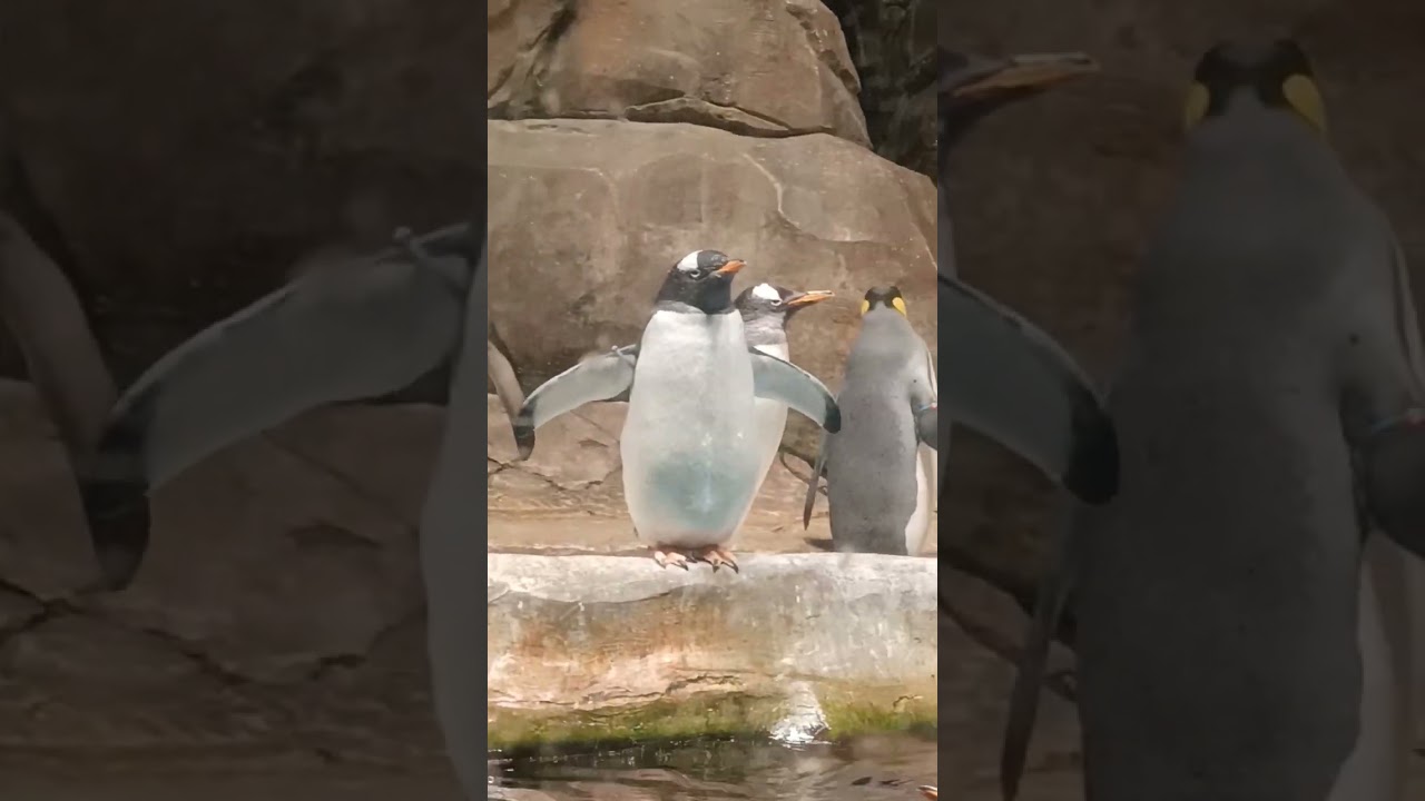 penguin ( ocean park 2026)