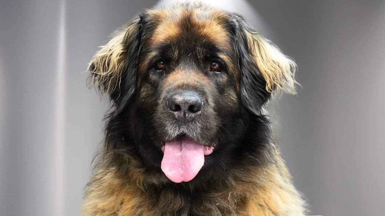 Grooming a Giant Leonberger Dog After 1 Year...and I Was Shocked!