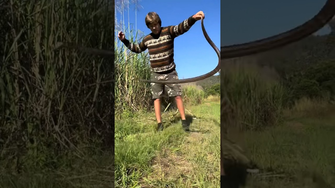 Австралия &mdash; дикая! #bigpython#australia#crazy#crocodile#snake#youtube#shorts#viralvideo#animals