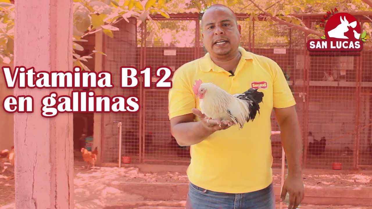 Enfermedades por estrés calórico en gallinas | Remedio vitamina B12 | Granja San Lucas