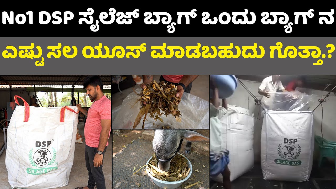 Dsp Silage Bag - 77098 43117 - No1 ಸೈಲೆಜ್ ಬ್ಯಾಗ್ ಒಂದು ಬ್ಯಾಗ್ ನ ಎಷ್ಟು ಸಲ ಯೂಸ್ ಮಾಡಬಹುದು ಗೊತ್ತಾ.?