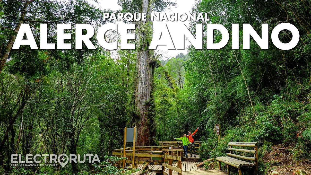 El Parque Más Verde de Chile | Alerce Andino | Parques Nacionales de Chile 26/46