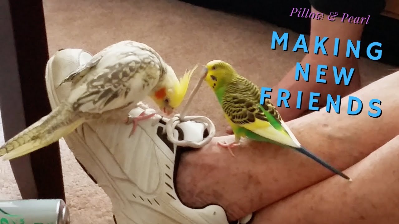 Baby Cockatiel and Budgie Meet Strangers For the First Time | Pillow & Pearl Make New Friends
