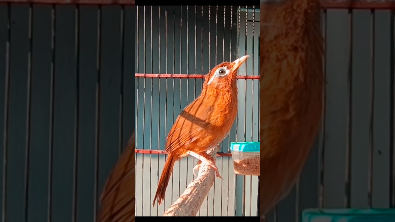 PANCINGAN WAMBI BETINA