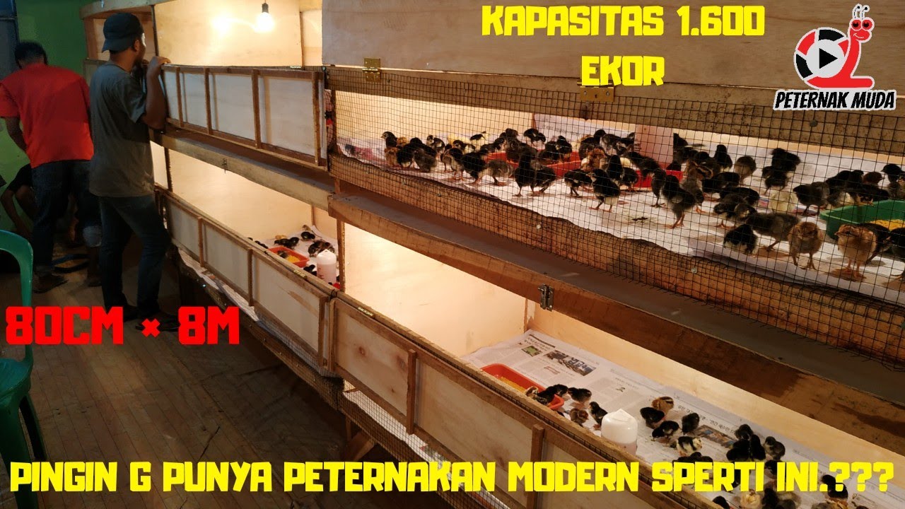 PASTI PINGIN PUNYA PETERNAKAN KEREN BEGINI😁😁