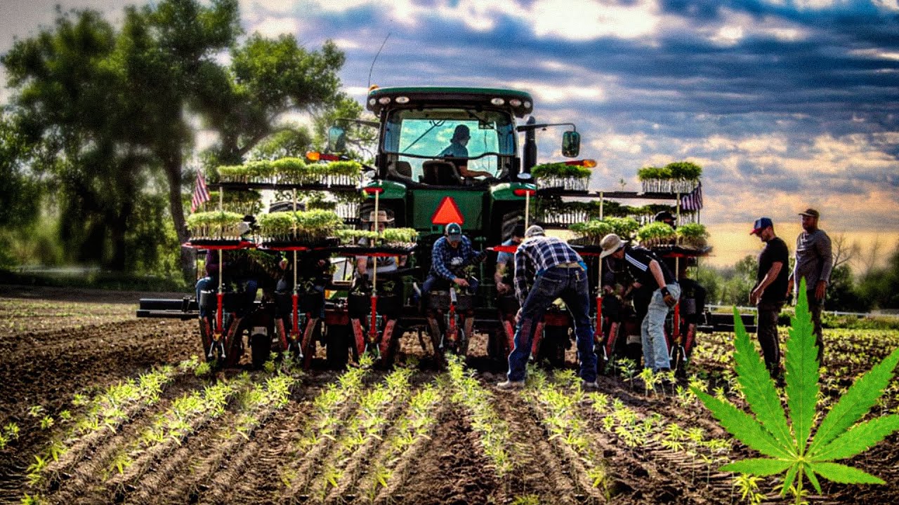 The Mind Blowing HEMP Harvest: How American Farmers Are Revolutionizing the Hempindustry