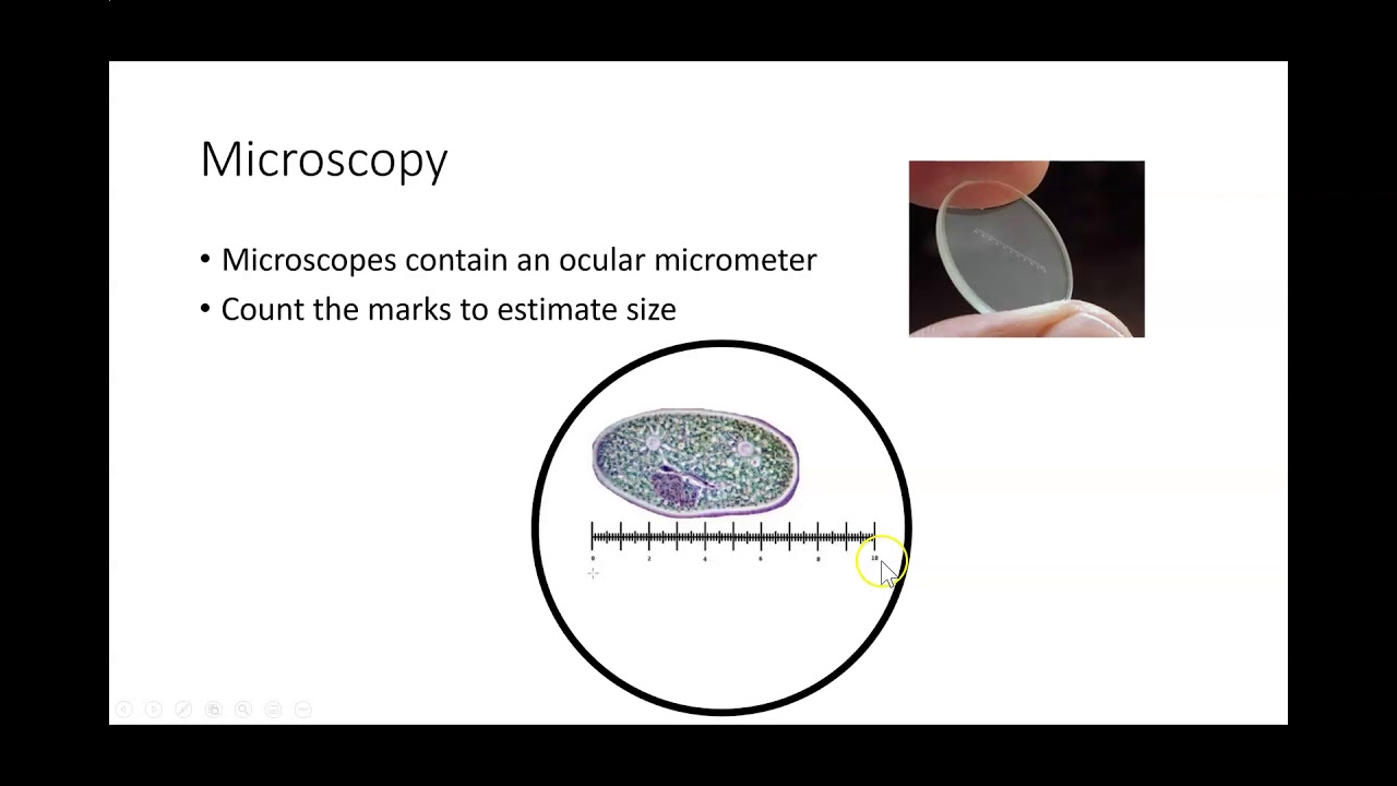 Using an Ocular Micrometer to Estimate Size