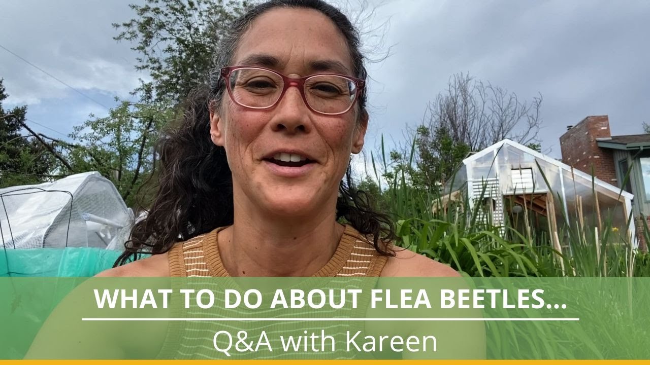 What to do about flea beetles...