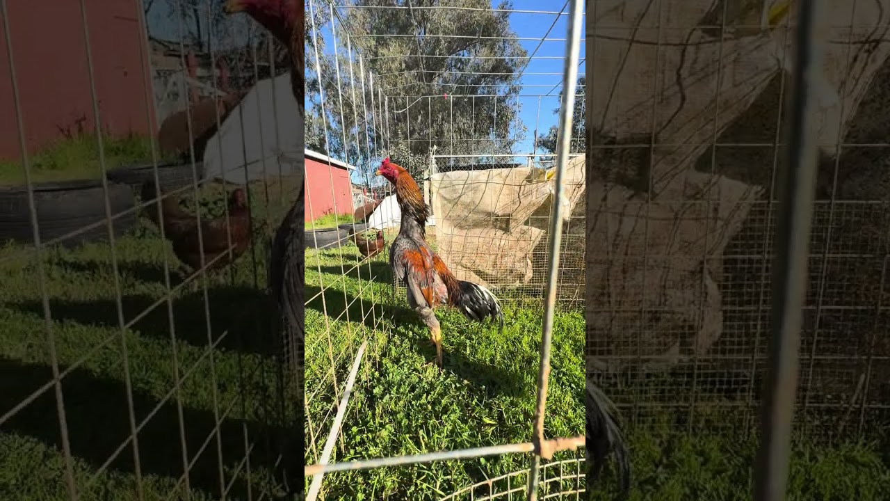Update on my 4 young qaib ej. #qaib #chicken #rooster #cali 