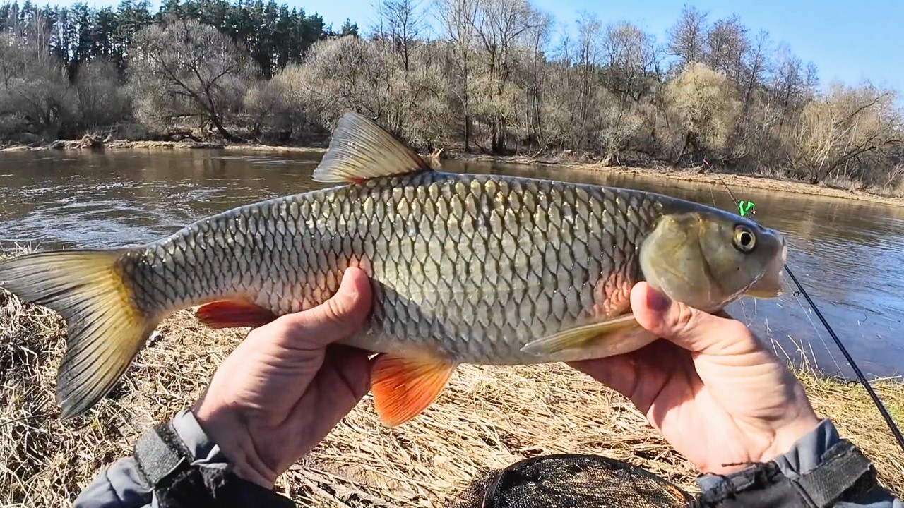 &Scaron;apalai ant batono dugnine! Pirmas kartas - netikėtas rezultatas