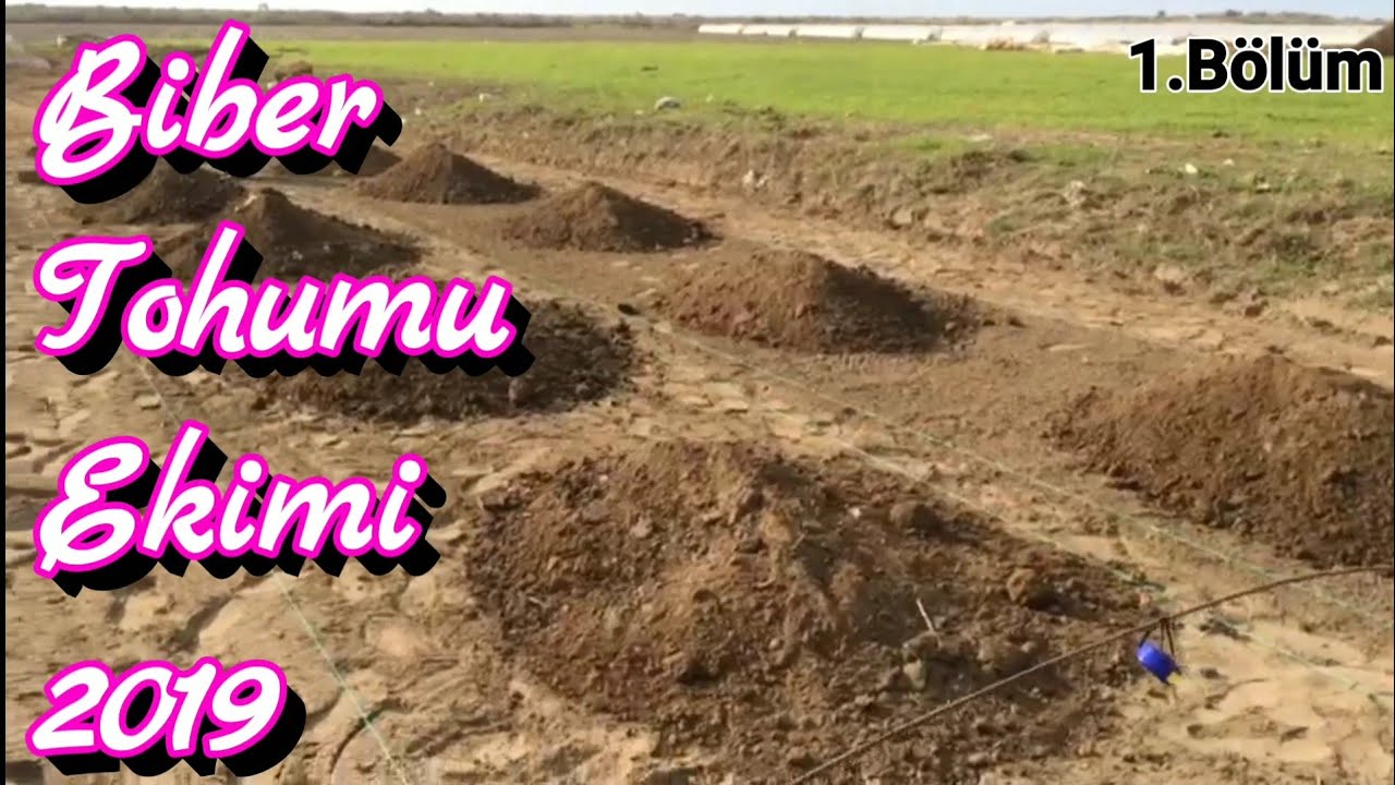88 Biber tohumu nasıl ekilir 1. Bölüm 2019 sezonu biberlerini ektik. Biber yetiştiriciliği mersin