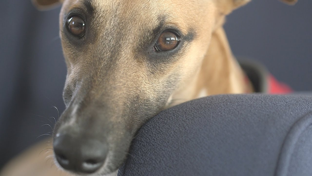 Indiana Jones: the UCL Archaeology whippet