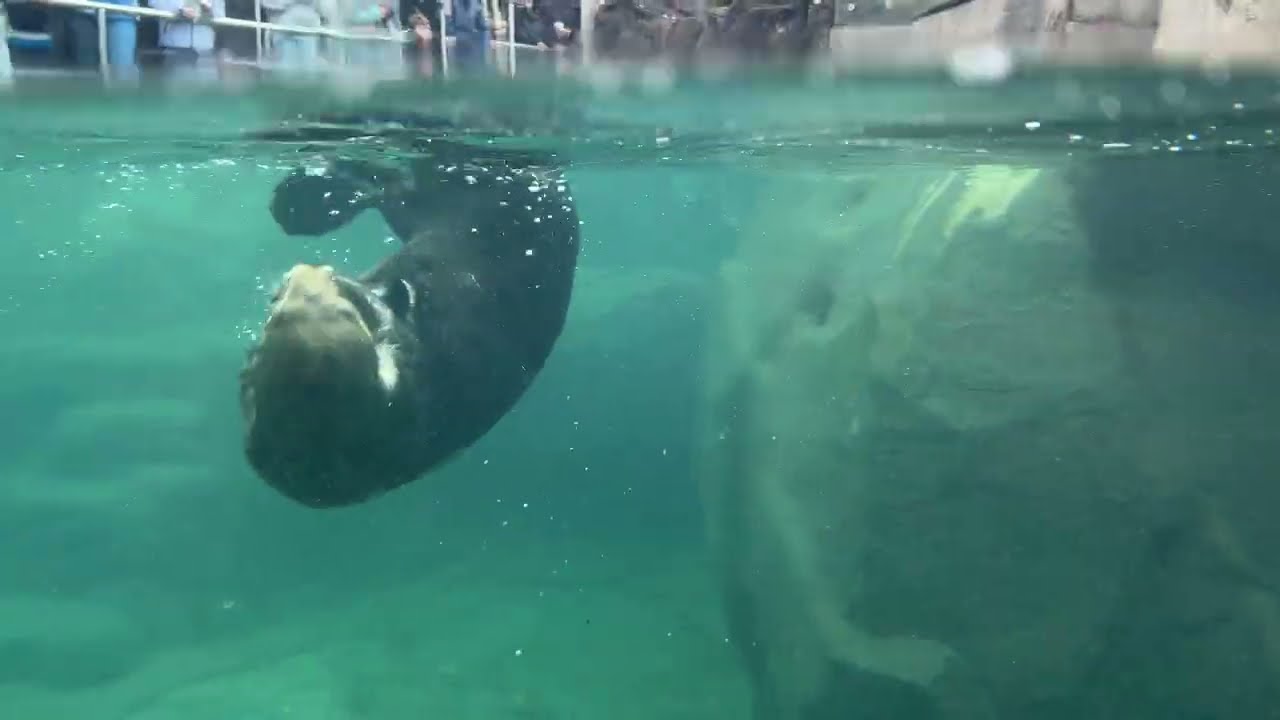 The otter talk