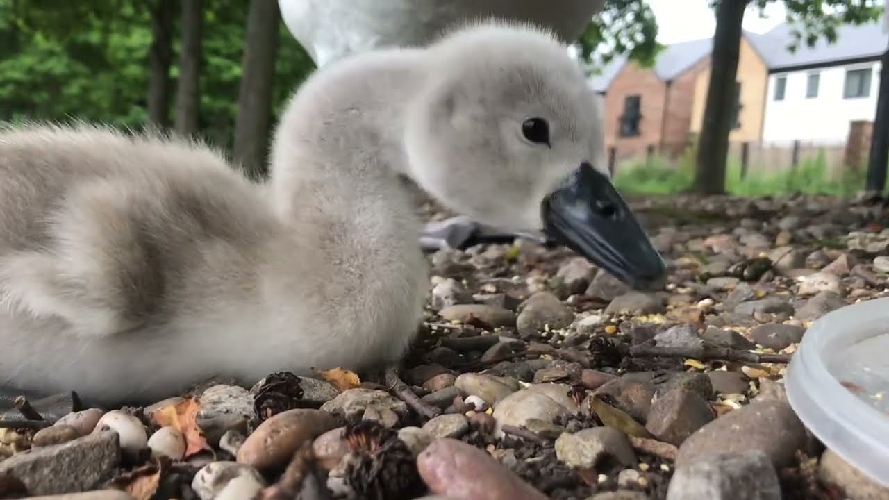 Mute swan cygnet Oli🦢 more courage away from water 🤩