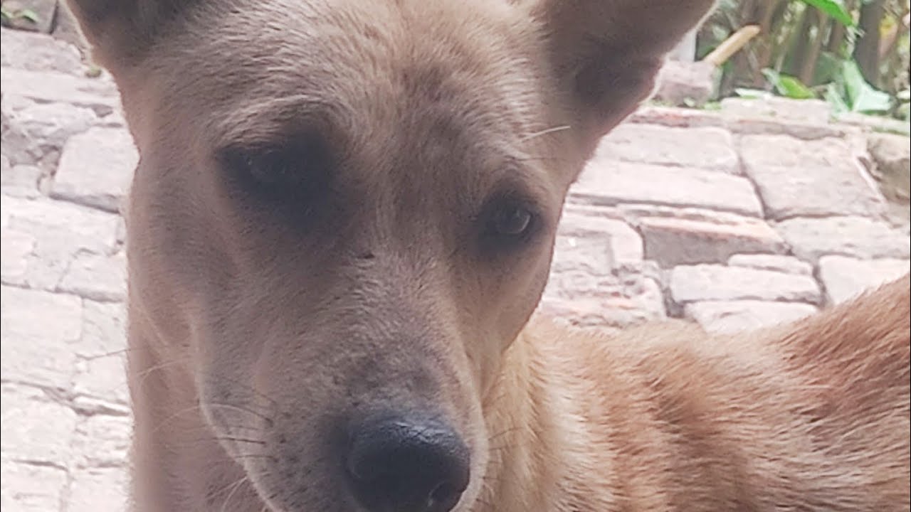 Ye h hamare yaha ki pyaari peeli 💜🐕....#dog #animal #street #trending #viral #btsarmy#ytshorts 