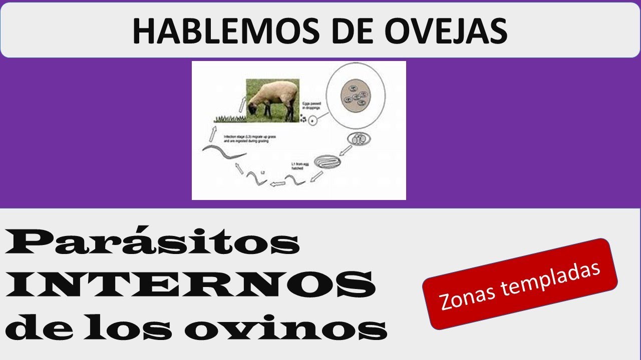 PARÁSITOS INTERNOS DE LAS OVEJAS