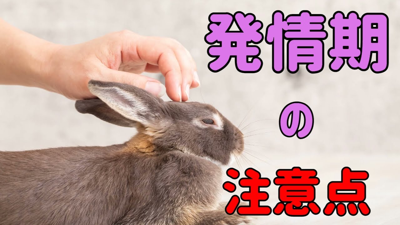 【うさぎの発情期】の注意点を獣医師が詳しく解説#97　うさぎの飼い方Vol.50