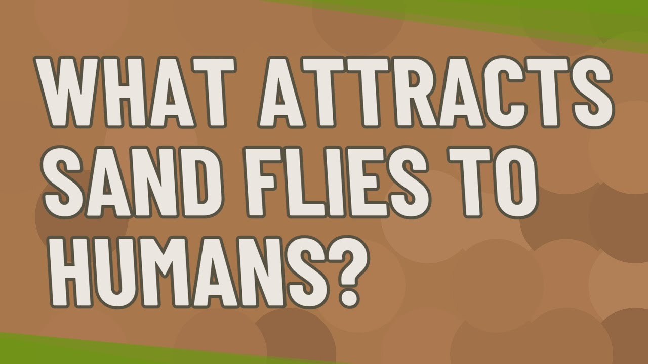 What attracts sand flies to humans?