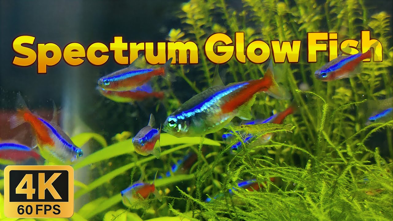 Amazing colorful fresh water aquarium fishes / 4K 60 FPS
