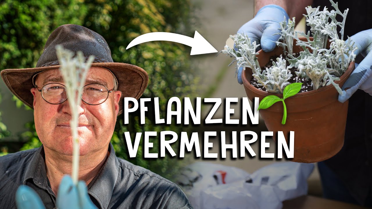 Blumen & Pflanzen durch Stecklinge vermehren! 🌸 - schneiden, bewurzeln, eintopfen