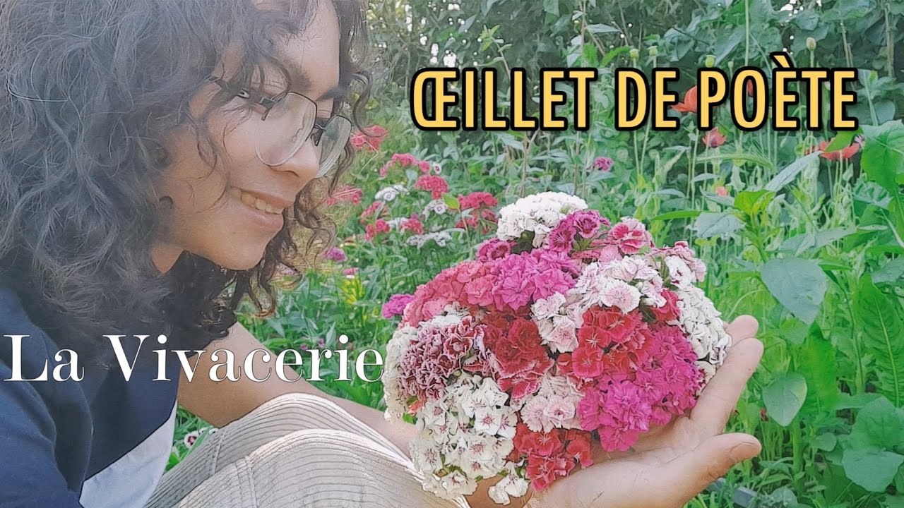 Œillet de poète | semer, planter, cueillir, réaliser un bouquet d'œillets de poète #œillet #jardin