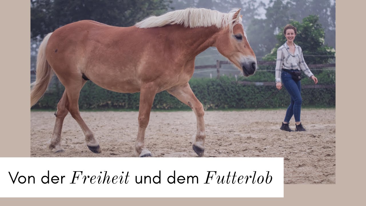 Von der Freiheit und dem Futterlob [Einblicke in die Welt abseits des klassischen Clickertrainings]