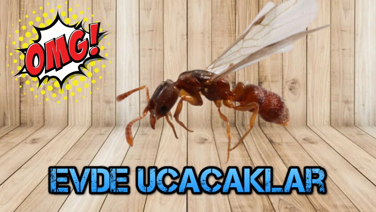 Az Kalsın Evde Uçacaklardı / Hypoponera Kolonimiz Kanatlı Üretti