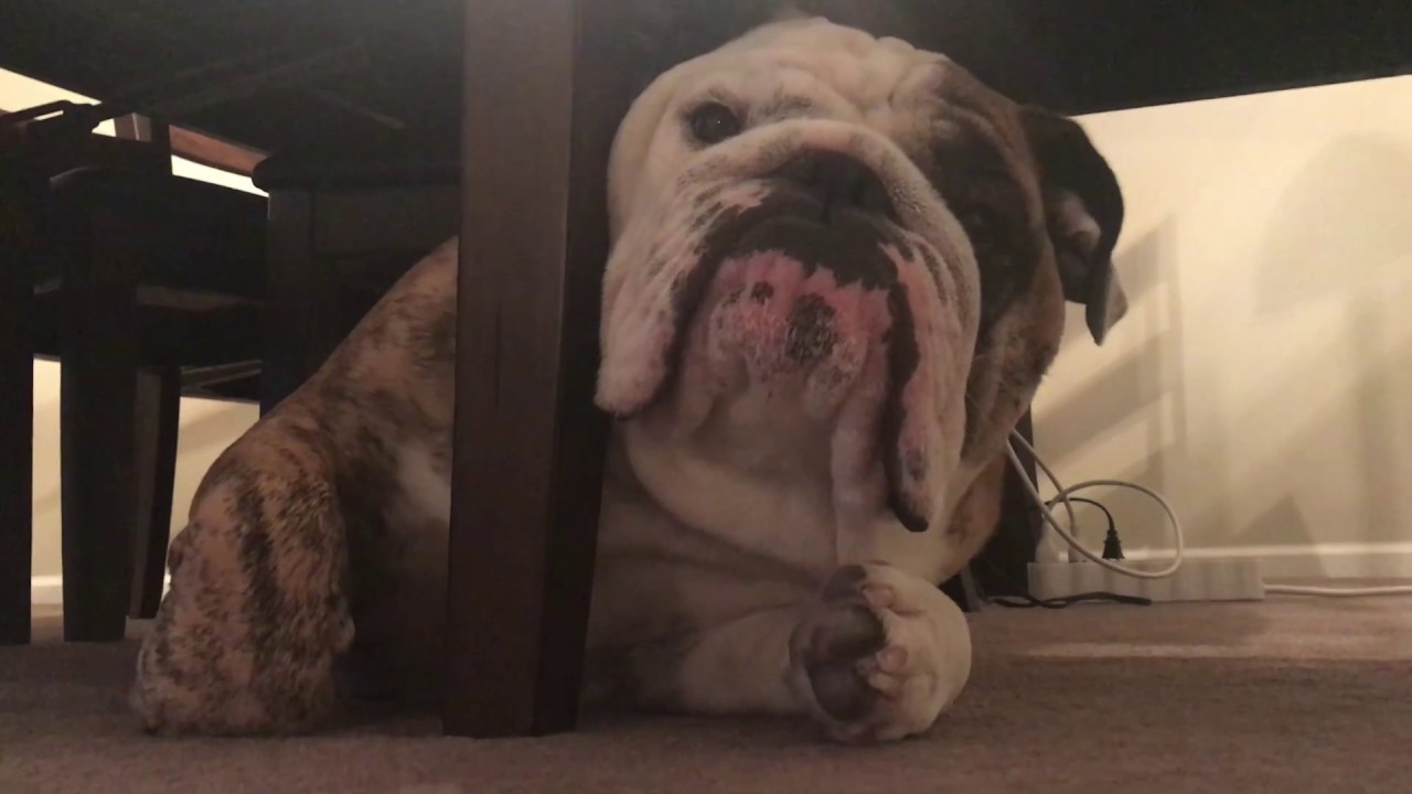 Reuben the Bulldog: Trying To Work From Home