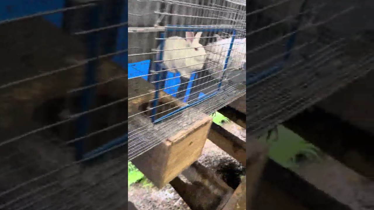 النيوزيلاندي الأبيض ماكينات انتاج اللحم white newzeland rabbits