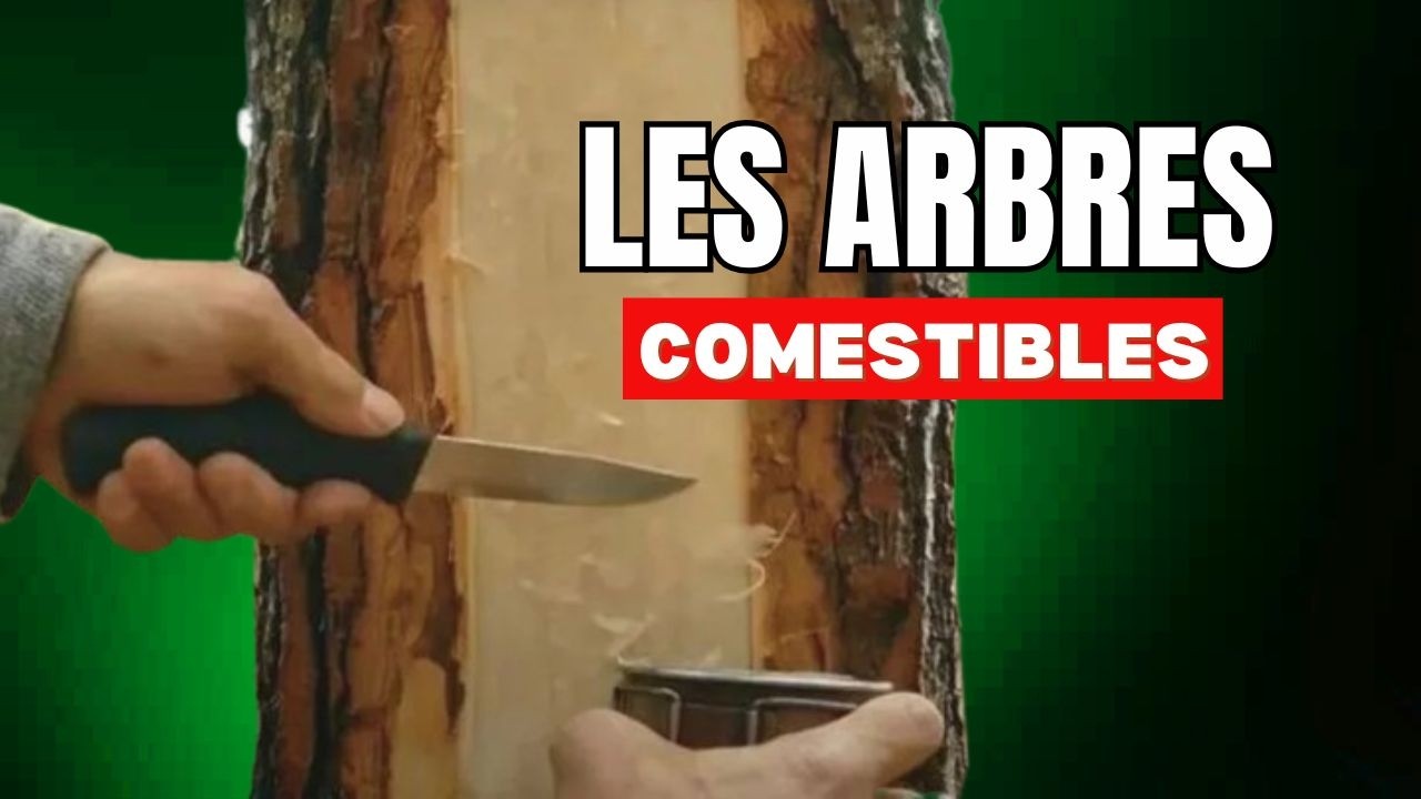 Comment se nourrir en forêt facilement ?🌳