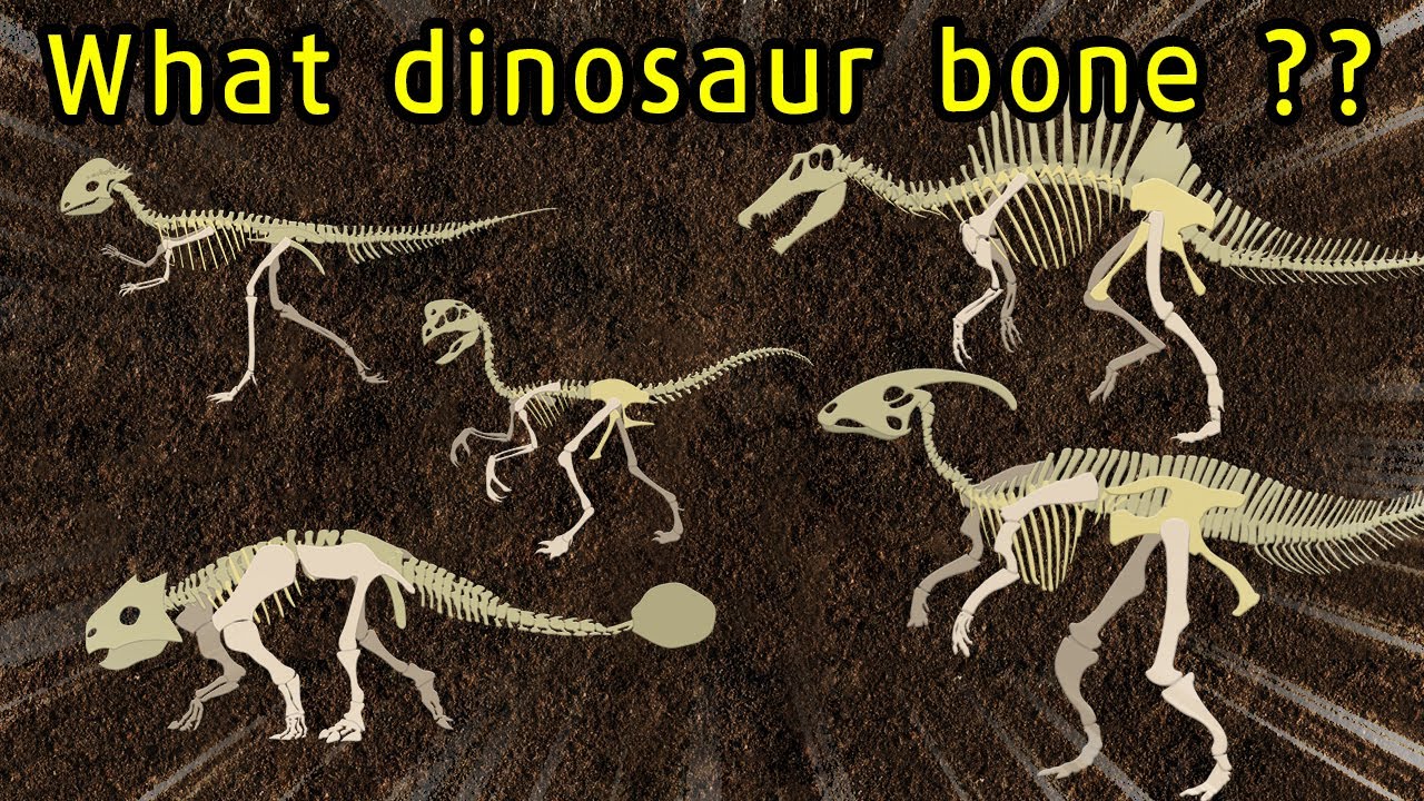 Dinosaur bone puzzle game | Find the dinosaur bones | What did the dinosaurs eat?|공룡의 뼈를 찾아라|딩동TV