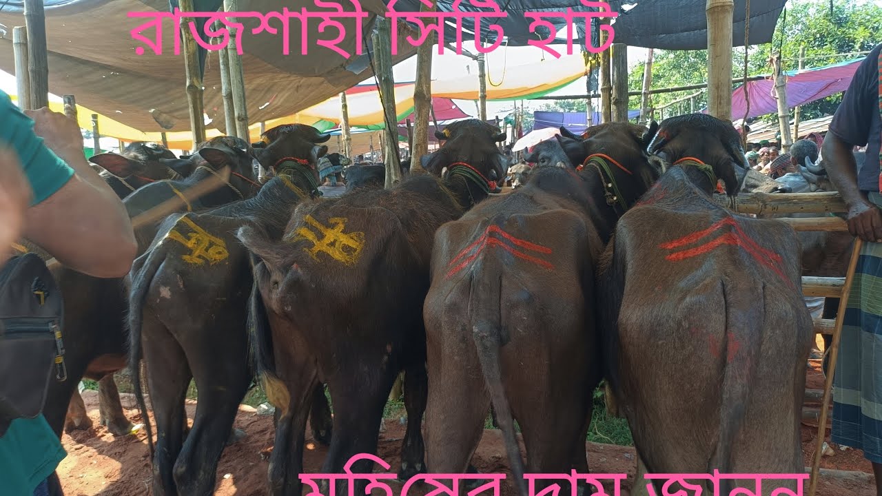 রাজশাহী সিটি হাট থেকে মহিষের দাম জানুন আগের তুলনায় খুব কম 