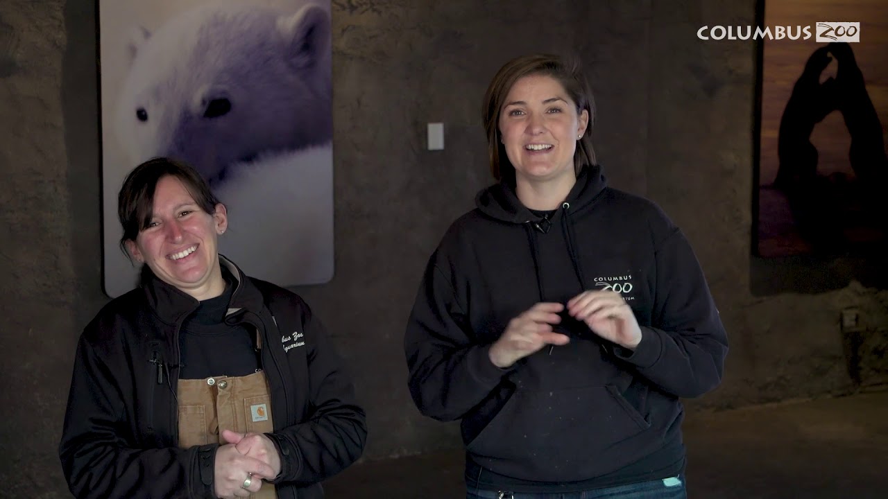 Polar Bear Cub Update: Boy or Girl?