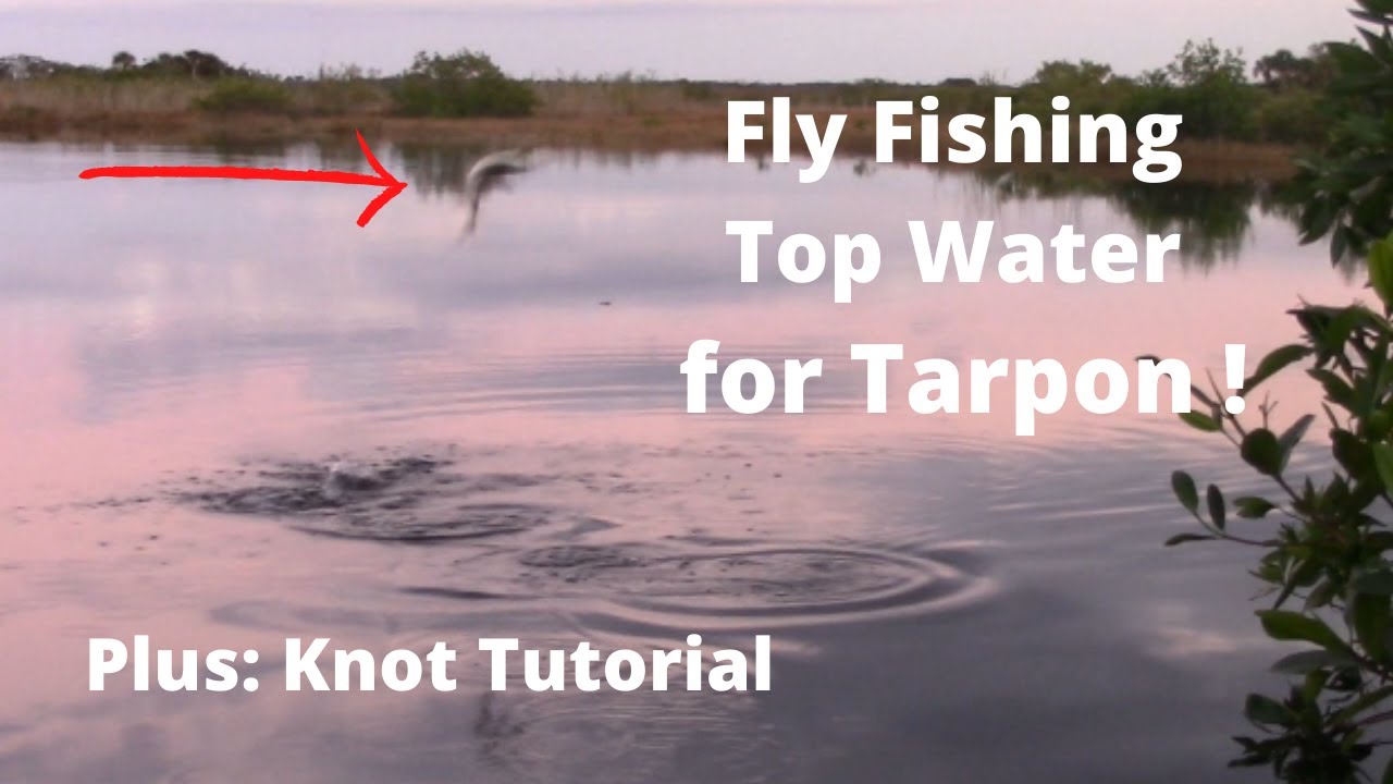 Fly Fishing Top Water for Tarpon !