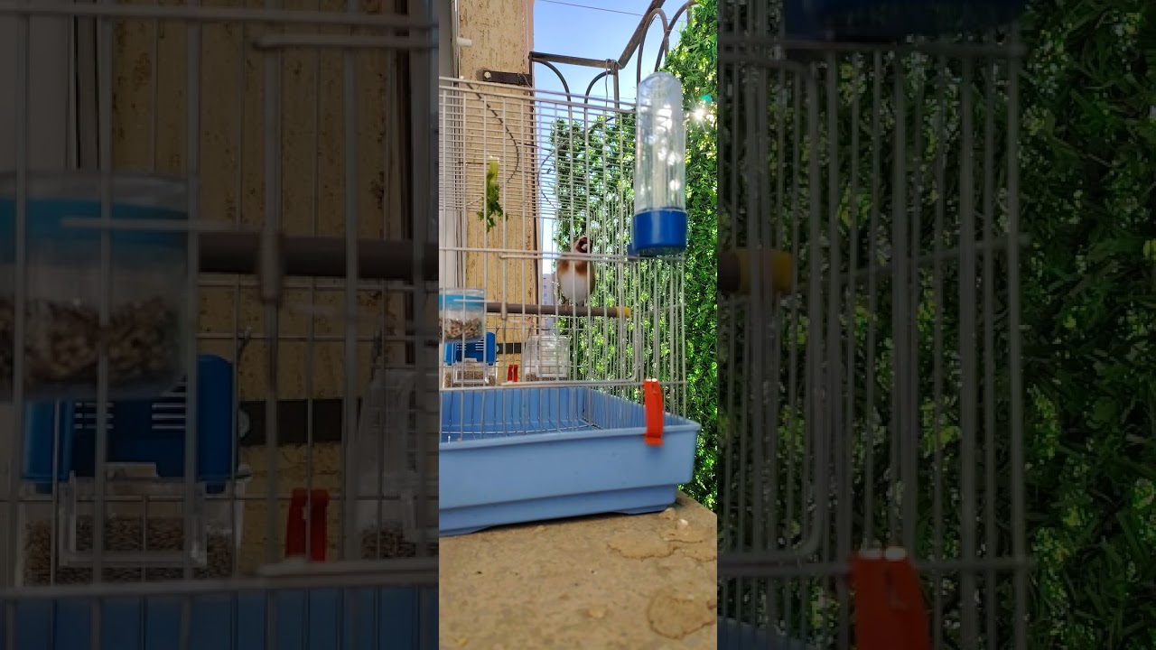 مقنين خلوي