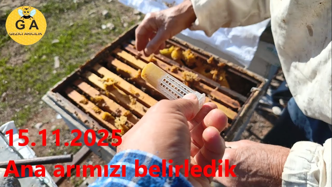 15.11.2025 Bölüm 3  - Ana arımızı kovana verdik